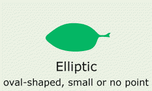 Plantae-ID Leaf Shape: elliptic