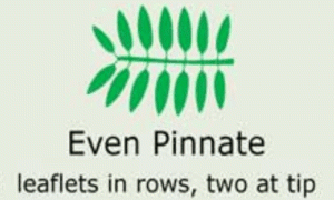 Plantae-ID Leaf-Shape: even-pinnate