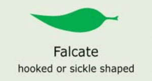 Plantae-ID Leaf-Shape: falcate