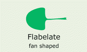 Plantae-ID Leaf Shape: flabelate