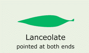 Plantae-ID Leaf-Shape: lanceolate