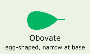 Plantae-ID Leaf Shape: obovate