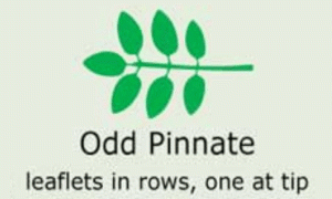 Plantae-ID Leaf-Shape: odd-pinnate