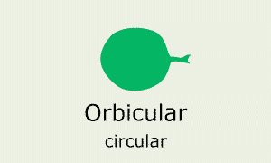 Plantae-ID Leaf-Shape: orbicular
