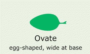 Plantae-ID Leaf-Shape: ovate