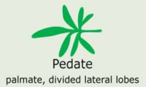 Plantae-ID Leaf-Shape: pedate