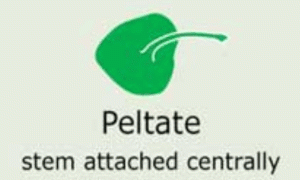 Plantae-ID Leaf-Shape: peltate