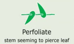 Plantae-ID Leaf-Shape: perfoliate