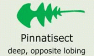 Plantae-ID Leaf-Shape: pinnatisect