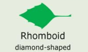 Plantae-ID Leaf-Shape: rhomboid