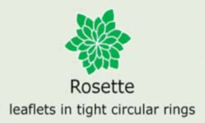 Plantae-ID Leaf-Shape: rosette