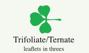 Plantae-ID Leaf-Shape: trifolate