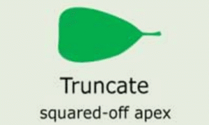 Plantae-ID Leaf-Shape: truncate