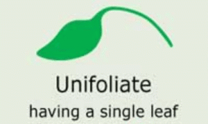 Plantae-ID Leaf-Shape: unifolate