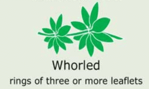 Plantae-ID Leaf-Shape: whorled