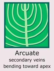 Plantae-ID Leaf-Venation: arcuate