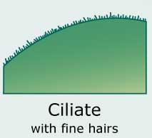 leaf-margin: ciliate