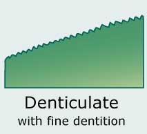 Plantae-ID Leaf-Margin: denticulate