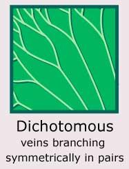 Plantae-ID Leaf-Venation: dichotomous