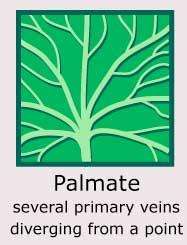 Plantae-ID Leaf-Venation: palmate