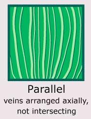 Plantae-ID Leaf-Venation: parallel