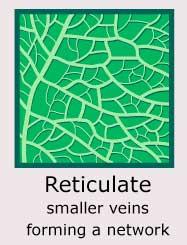 Plantae-ID Leaf-Venation: reticulate