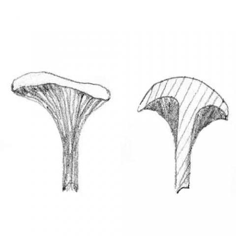 Decurrent (gills running down stem)