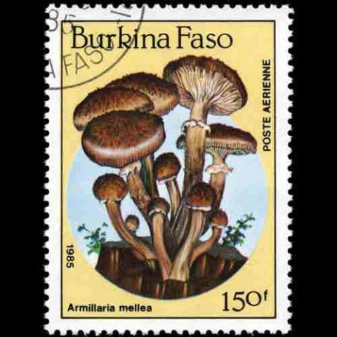 Burkina Faso postage - Armillaria mellea (Honey fungus)