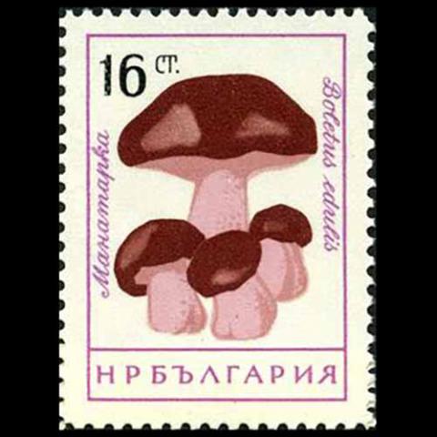 Bulgaria postage - Boletus edulis (Porcini)