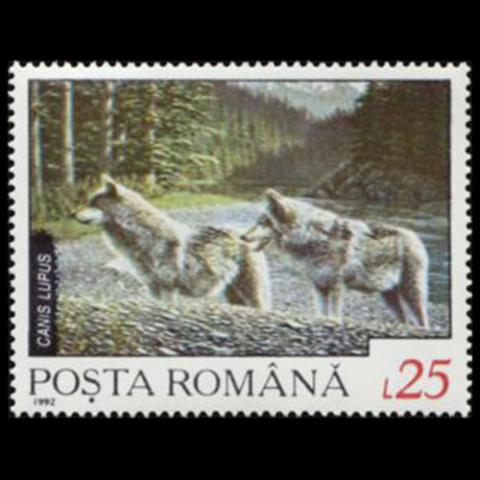 Romania postage - Canis lupus (Gray wolf)