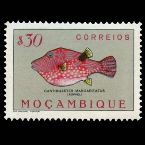 Mozambique postage - Canthigaster margaritata (Pearl toby)