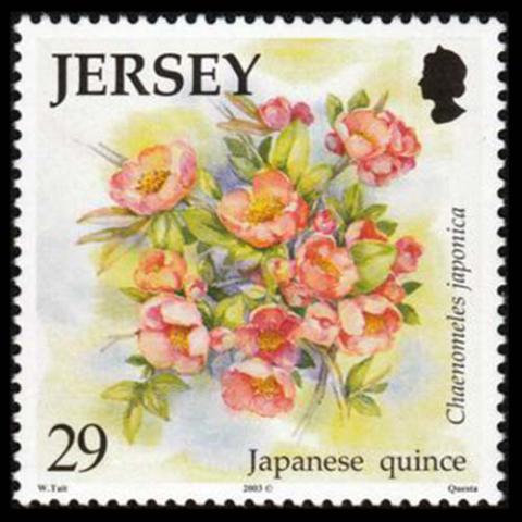 Jersey postage - Chaenomeles speciosa (Flowering quince)