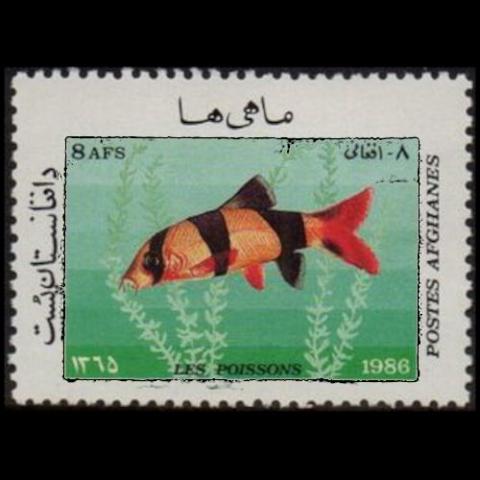 Afghanistan postage - Chromobotia macracanthus (Clown loach)