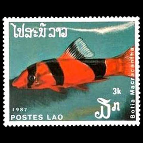 Laos postage - Chromobotia macracanthus (Clown loach)