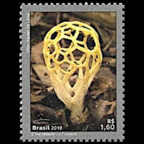 Brazil postage (Clathrus chrysomycelinus)