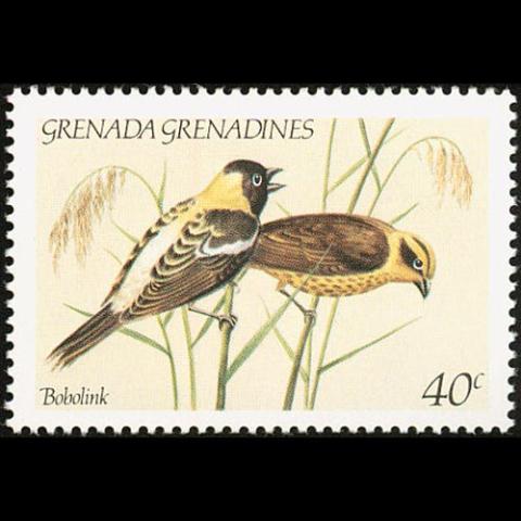 Grenada Grenadines - Dolichonyx oryzivorus (Bobolink)