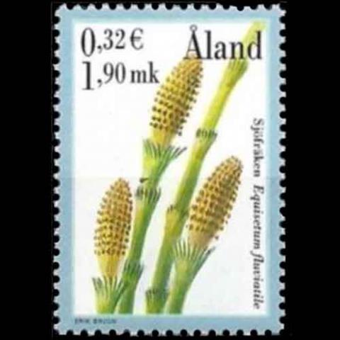 Aland postage - Equisetum fluviatile (Water horsetail)