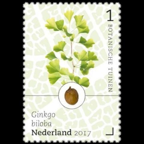 Netherlands postage - Ginkgo biloba (Maidenhair tree)