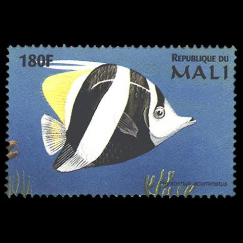 Mali postage - Heniochus acuminatus (Pennant coralfish)
