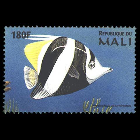 Mali postage - Heniochus acuminatus (Pennant coralfish)