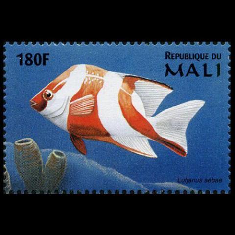 Mali postage - Lutjanus sebae (Emperor red snapper)