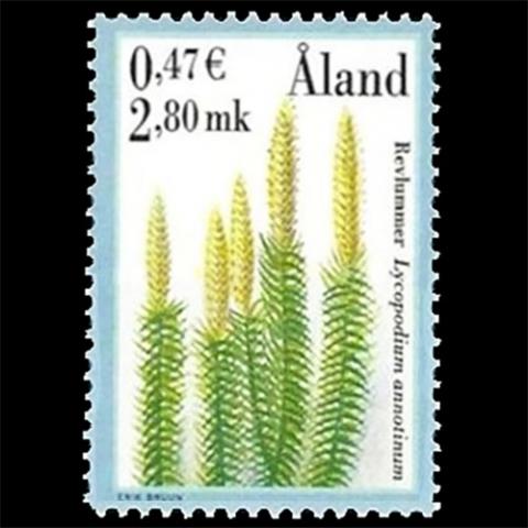 Aland postage - Lycopodium annotinum (Stiff club moss)