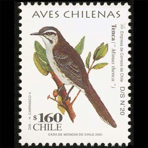 Chili postage - Mimus thenca (Chilean Mockingbird)