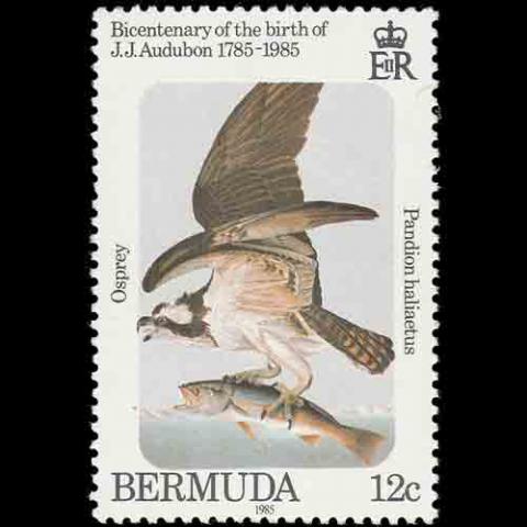 Bermuda postage - Pandion haliaetus (Osprey)