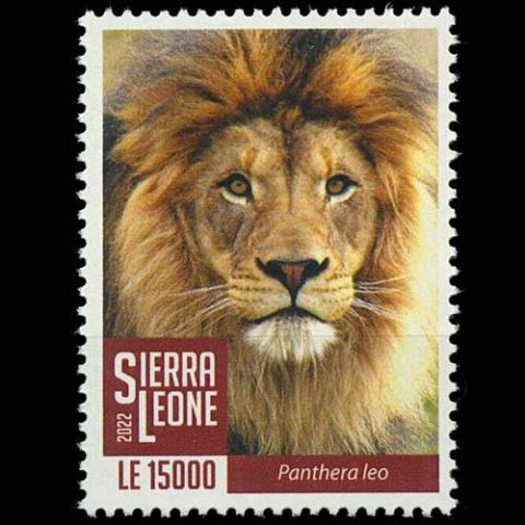 Sierra Leone postage - Panthera leo (Lion)