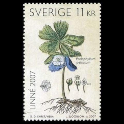 Sweden postage - Podophyllum peltatum (Mandrake)