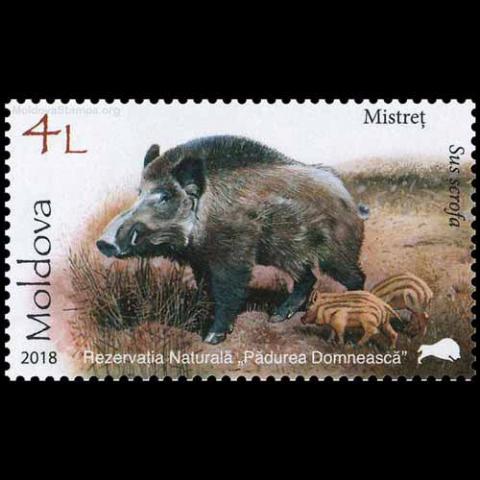 Moldova postage - Sus scrofa (Wild boar)