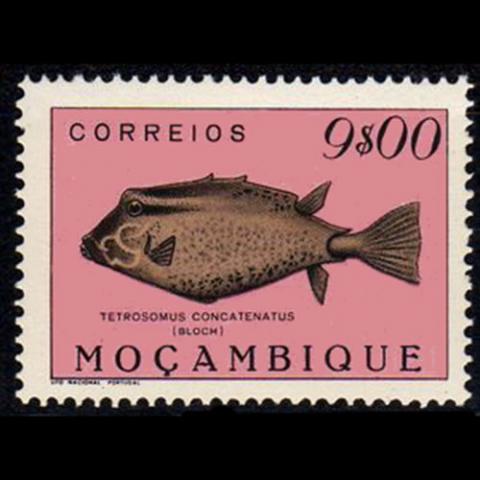 Mozambique postage - Tetrosomus concatenatus (Triangular boxfish)