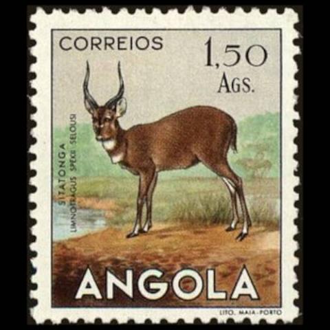 Angola postage - Tragelaphus spekii (Sitatunga)