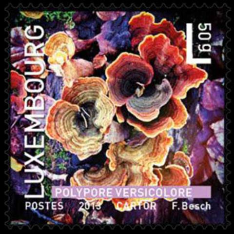 Luxembourg postage - Trametes versicolor (Turkey tail)